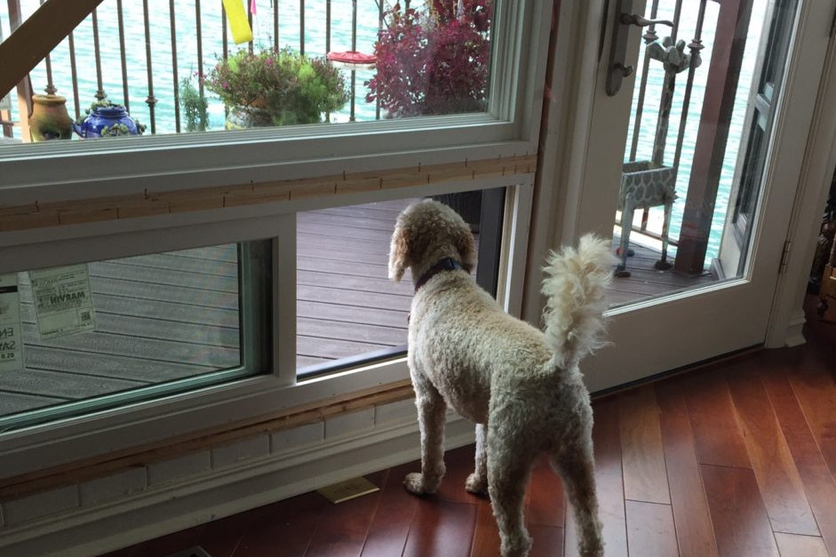 Window Replacement Project Takes on a Classic "Doggy Door" Window Replacement Project Takes on a Classic "Doggy Door"